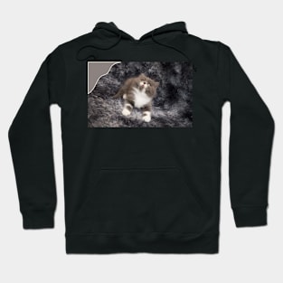 lovely cats Hoodie